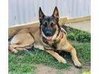 Adopt Kilo-Fostered- $25 a German Shepherd Dog, Mixed Breed