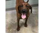 Adopt Walker a Redbone Coonhound