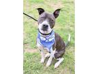 Adopt CAPTAIN a Staffordshire Bull Terrier, Mixed Breed