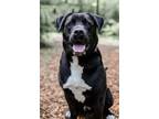 Adopt Hambone a Labrador Retriever