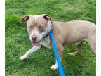 Adopt Two Face a Pit Bull Terrier, Mixed Breed