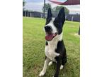 Adopt Roadrunner a Mixed Breed