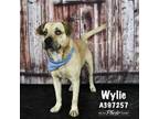 Adopt WYLIE a Pit Bull Terrier
