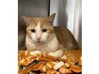 Adopt Mufasa a Domestic Short Hair