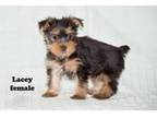 Yorkshire Terrier Puppy for sale in Clare, MI, USA
