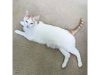 Adopt Colby a Domestic Short Hair