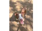 Adopt SABO a Pit Bull Terrier, Mixed Breed
