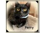 Adopt PERRY a Domestic Short Hair, Bombay