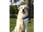 Adopt Bram HTX a Great Pyrenees