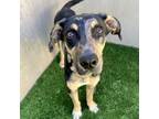 Adopt Augusta a Mixed Breed, Catahoula Leopard Dog