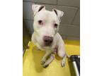 Adopt RASTA a Pit Bull Terrier