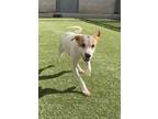 Adopt Bratwurst a Mixed Breed