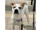 Adopt Gonzo a Pit Bull Terrier