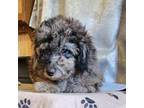 Poodle (Toy) Puppy for sale in Jefferson City, TN, USA