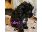 Aussiedoodle Puppy for sale in Jefferson City, TN, USA