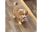 Aussiedoodle Puppy for sale in Jefferson City, TN, USA