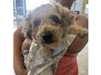 Adopt SMARSHMALLOW a Poodle