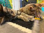 Adopt DESI and LUCILLE a Tabby