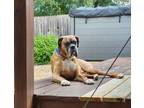 Adopt Weatherby a Boxer