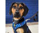 Adopt Duke a Beagle