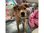 Adopt Zola Pup: Zone a Mixed Breed