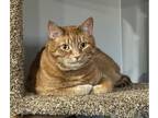 Adopt Sebastian FEE SPONSORED a Tabby, Domestic Short Hair