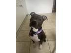 Adopt 2403-1199 Blue (Off Site Foster) a Pit Bull Terrier