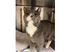 Adopt 2403-0432 Basil (PetSmart) a Domestic Short Hair