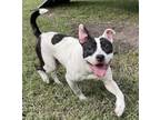 Adopt 2403-0705 Lucky a Pit Bull Terrier