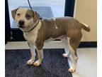 Adopt Tyson a Pit Bull Terrier