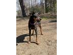 Adopt Billy a Miniature Pinscher, Mixed Breed