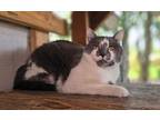 Adopt Cliff a Domestic Short Hair