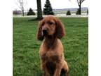 Irish Setter Puppy for sale in Shipshewana, IN, USA