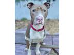 Adopt ANGUS a Pit Bull Terrier, Mixed Breed