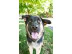 Adopt Maverick a German Shepherd Dog, Mixed Breed