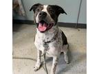 Adopt Zeus a Australian Cattle Dog / Blue Heeler, Pit Bull Terrier