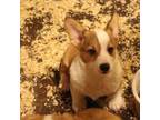 Pembroke Welsh Corgi Puppy for sale in Liberty, IN, USA