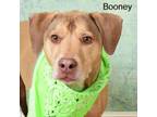 Adopt Booney a Pit Bull Terrier, Coonhound