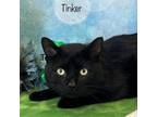 Adopt Tinker a Domestic Short Hair