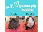 Adopt Josh *By Appointment* a Guinea Pig