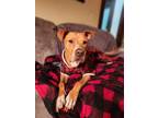 Adopt Rocky a Mixed Breed