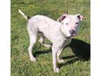 Adopt Patch a Australian Cattle Dog / Blue Heeler