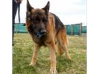 Adopt Maverick a German Shepherd Dog