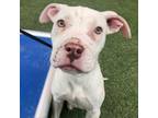 Adopt Dreamboat a American Staffordshire Terrier