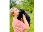 Adopt WOODROW (in foster home on Long Island) a Black Labrador Retriever