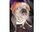 Adopt Tyson a Pit Bull Terrier