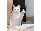 Adopt MOUSEY & VEGA - Offered by Owner - Deaf / Bonded a Domestic Short Hair