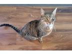 Adopt BEAR - Offered by Owner - Family Cat a British Shorthair, Abyssinian