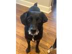 Adopt Duke a Black Labrador Retriever