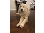 Adopt SAMMY a Great Pyrenees
